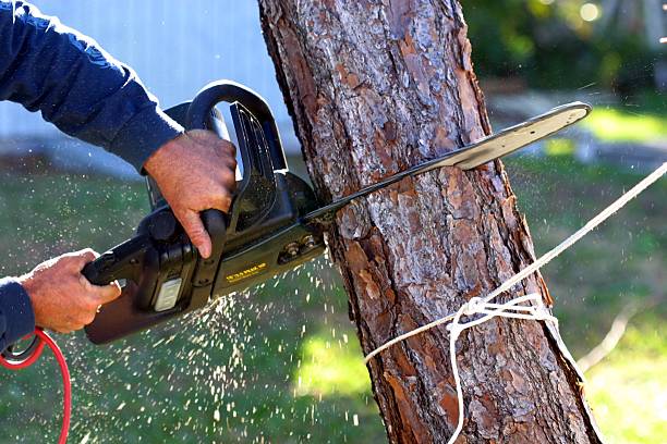Best Palm Tree Trimming  in Manitou Springs, CO