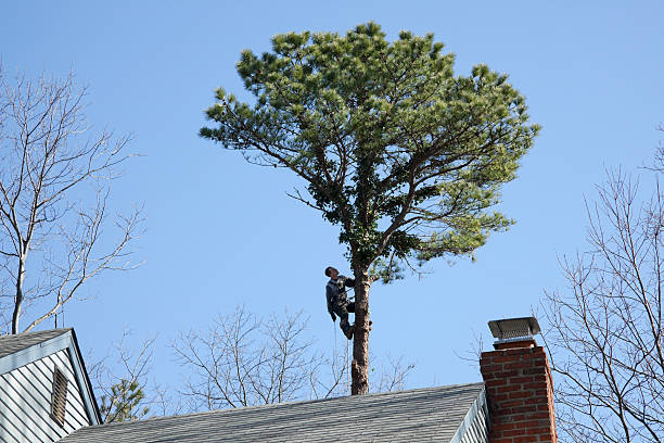 Best Tree Preservation Services  in Manitou Springs, CO