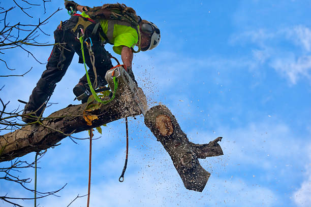 Lawn Watering Services in Manitou Springs, CO